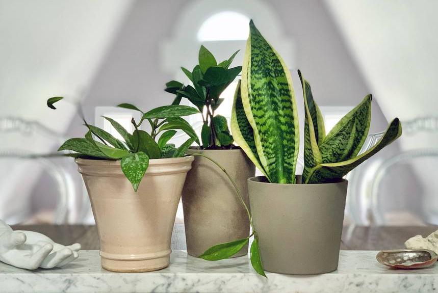 The benefits of grouping houseplants together Invest Michigan
